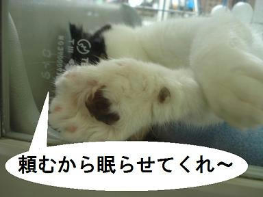 DSC00355.JPG