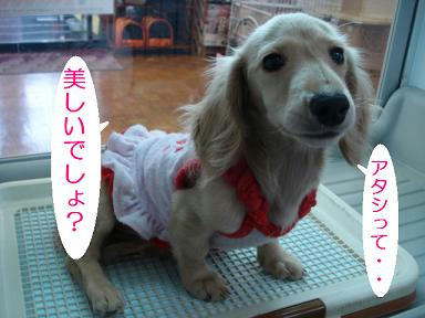 DSC00529.JPG