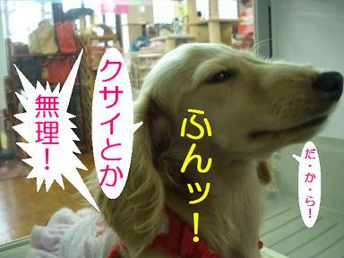 DSC00534.JPG