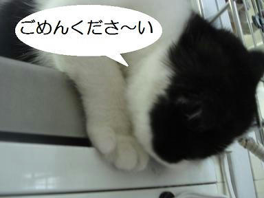 DSC00560.JPG