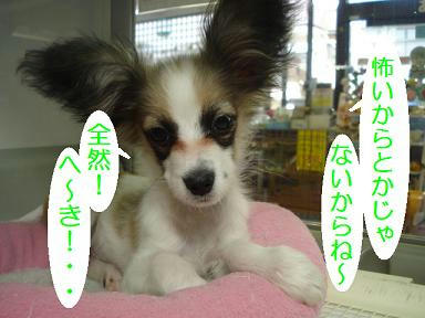 DSC01870.JPG