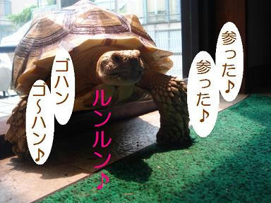 DSC03035.JPG
