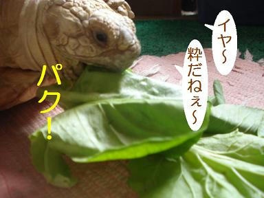 DSC06307.JPG