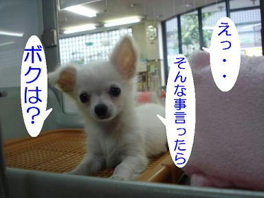 DSC06603.JPG