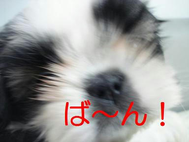 DSC06648.JPG