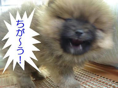 DSC06912.JPG