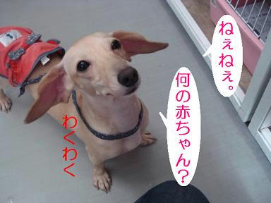 DSC06987.JPG