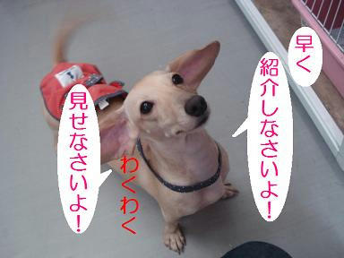 DSC06986.JPG