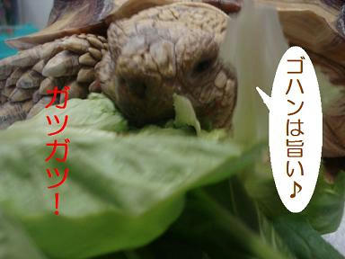 DSC06997.JPG