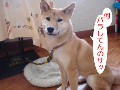DSC07355.JPG