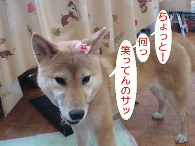 DSC08371.JPG