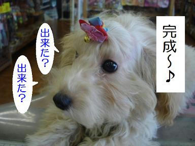 DSC08442.JPG