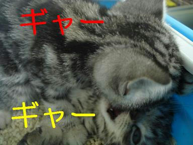 DSC08531.JPG