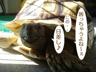 DSC08652.JPG