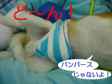 DSC08832.JPG