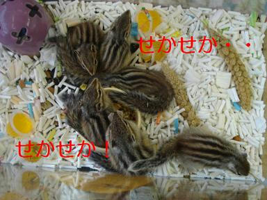 DSC09087.JPG