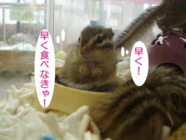 DSC09096.JPG