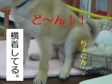 DSC09136.JPG