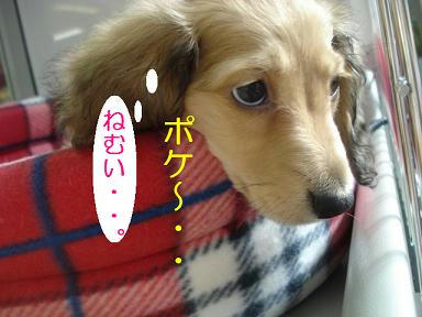 DSC09246.JPG