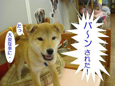 DSC09395.JPG