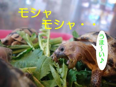 DSC09697.JPG