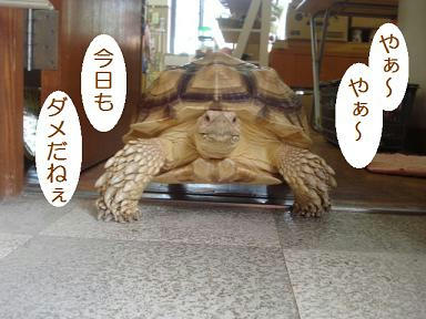 DSC00131.JPG