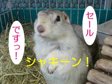 DSC00183.JPG