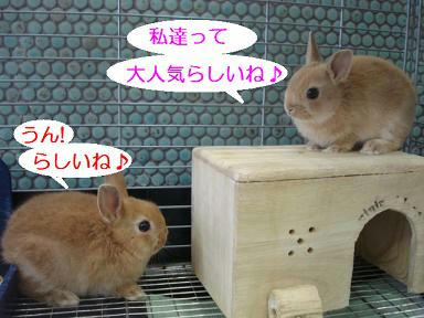 DSC00453.JPG