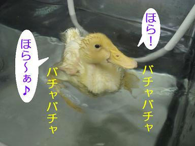 DSC00927.JPG