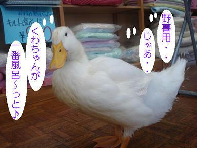 DSC01904.JPG