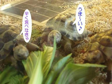 DSC02039.JPG