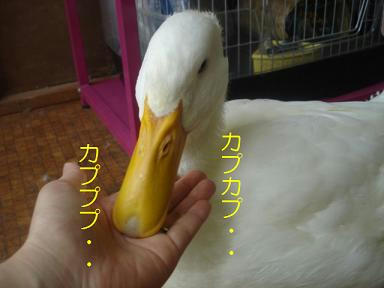 408d0ccb.jpeg