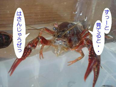 DSC02419.JPG