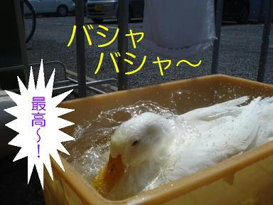 DSC02487.JPG