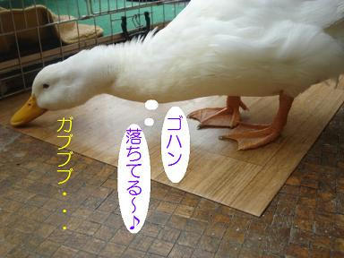 DSC02736.JPG