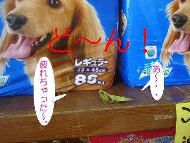 DSC03204.JPG