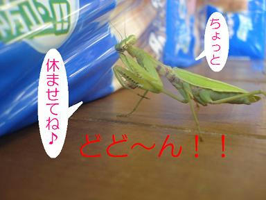 DSC03215.JPG
