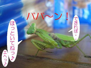 DSC03214.JPG
