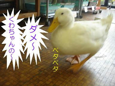 DSC03297.JPG