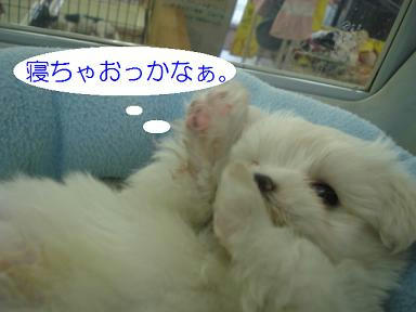 DSC03320.JPG