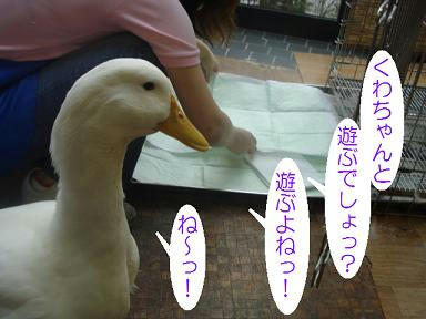 DSC03950.JPG