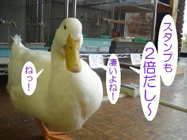 DSC04033.JPG