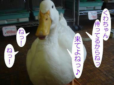 DSC04035.JPG