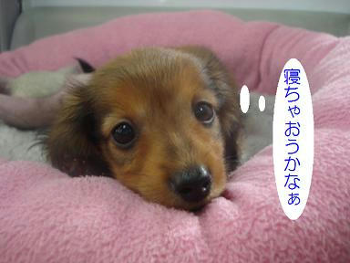 DSC04386.JPG