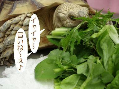 DSC04816.JPG