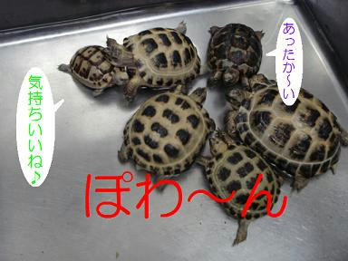 DSC04986.JPG