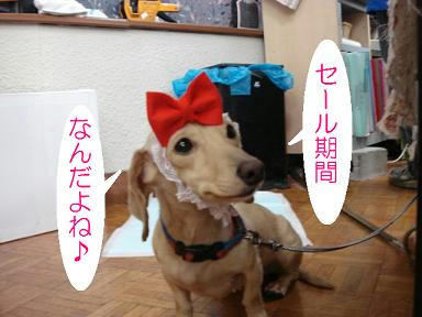 DSC05371.JPG