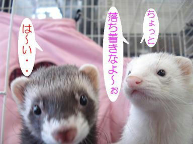 DSC06242.JPG