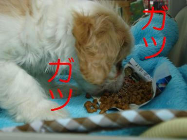 DSC07527.JPG