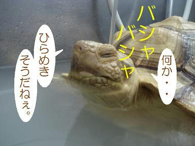 DSC08366.JPG